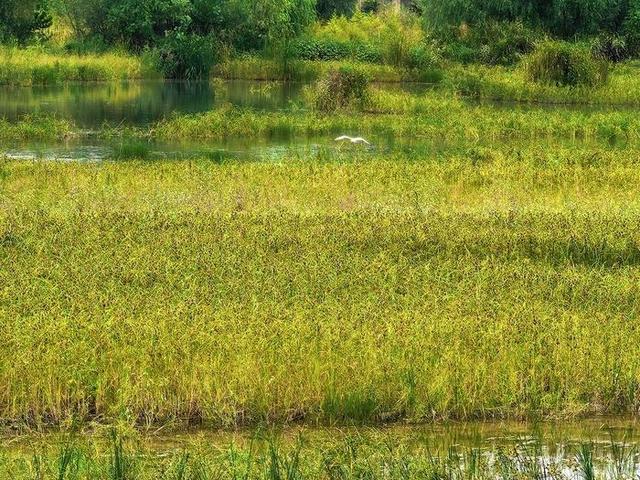白鹭飞来白鹭湾，潮起日照展新篇