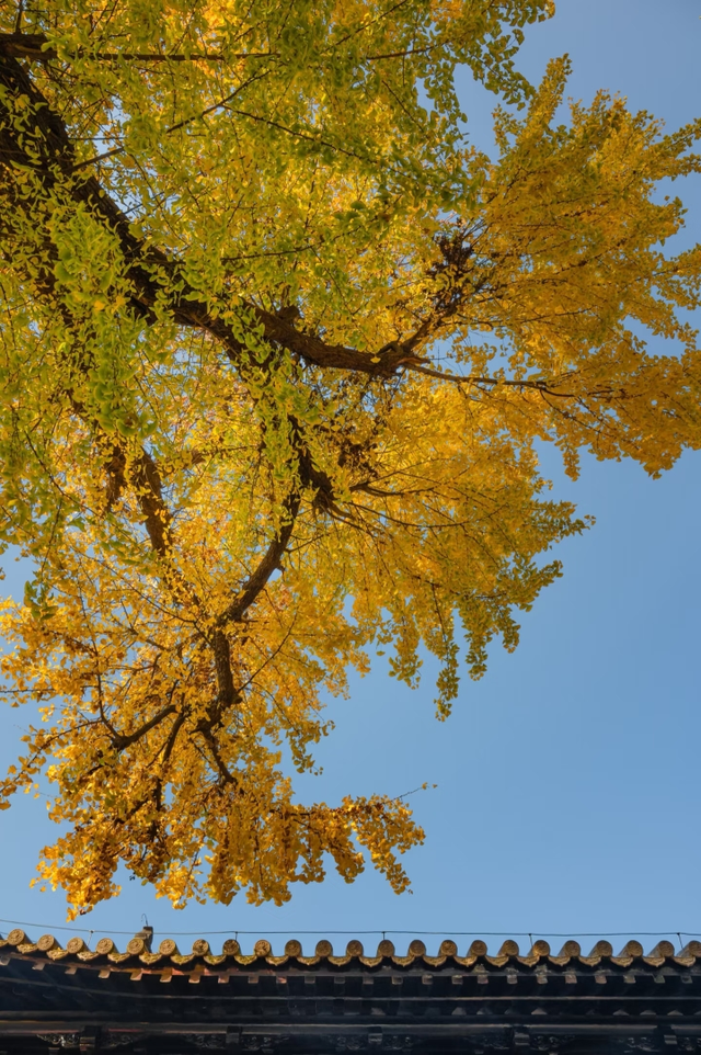 这6个淮南银杏绝美打卡地！码住刷爆朋友圈！