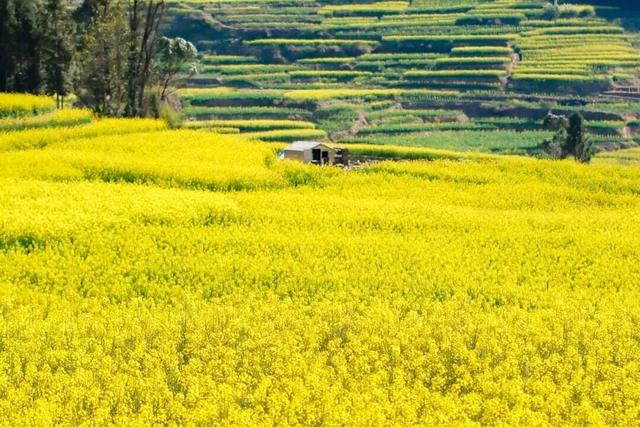 没看错！云南第一波油菜花已经金灿灿啦