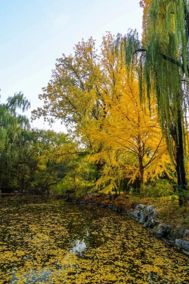 当立冬遇见金秋，北京动物园赏秋打卡攻略