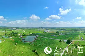 广西横州：小茉莉撬动乡村振兴大产业图片