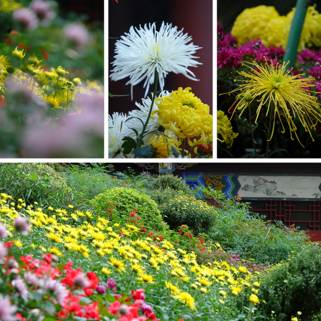 青睐绵阳 ‖ 一城秋色，菊香满园，游仙区富乐山十万香阵花正浓！
