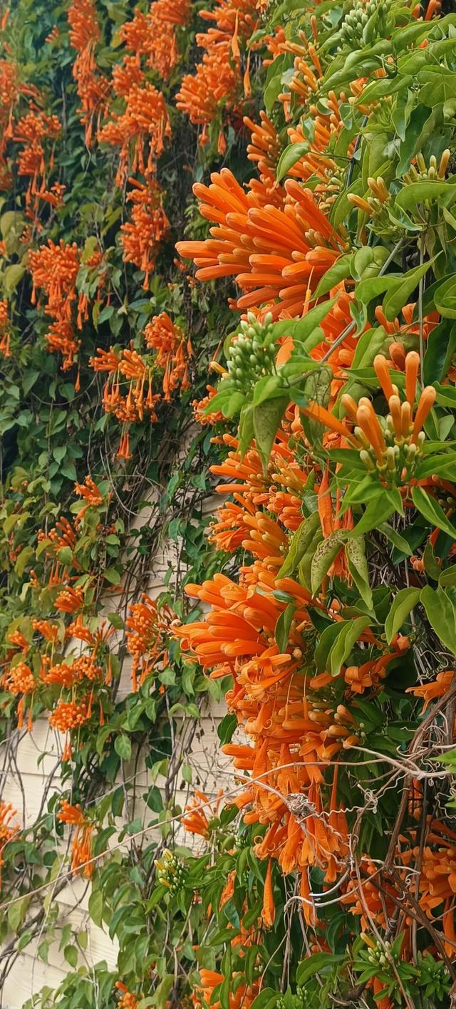 福利来袭！北部湾花卉公园赏花“免费”啦，摘莓赏花双重乐