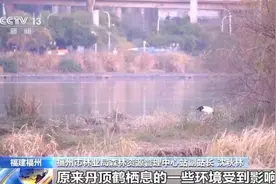 福州首次野外观测到国家一级保护动物丹顶鹤图片