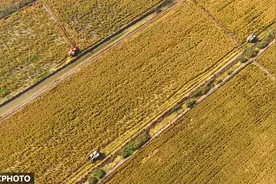 盐碱地变良田 金秋喜丰收图片