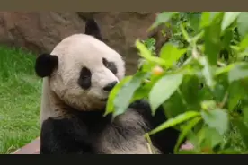 旅美大熊猫“云川”“鑫宝”将于8月8日与公众见面图片