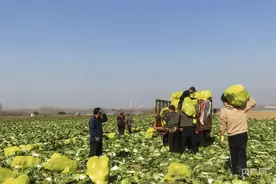 山东出现蔬菜滞销难题 专家给出“解题思路”图片