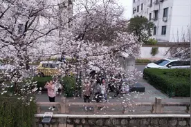春风拂面，万物竞发，周末去这些有山有水的地方赏花……图片