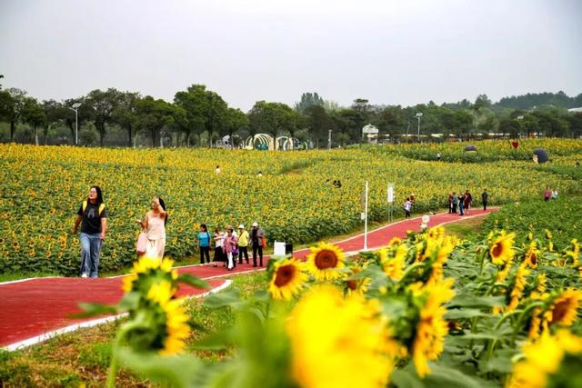 实拍！南京这些地方，人气超高……
