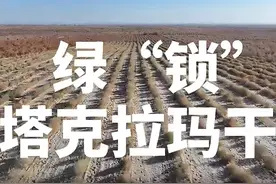 潮声丨“锁边”3046公里！探究塔克拉玛干沙漠的“绿围脖”图片