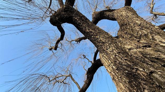 新视界｜泉城公园：冬日落木亦风景