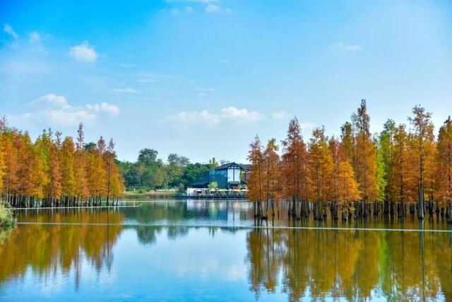 成都限定红！水杉最美季节上线，赶紧打卡！