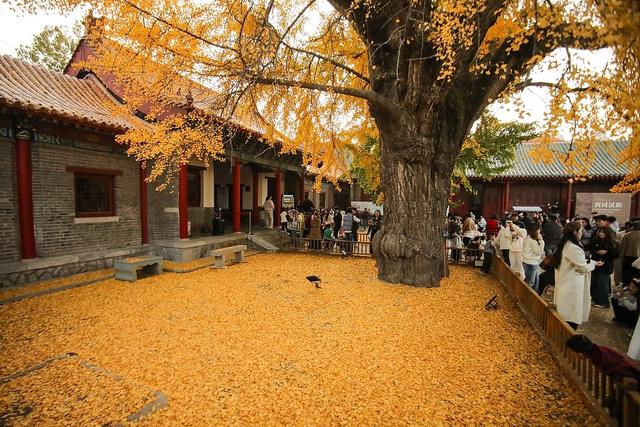 临沂：古银杏树叠翠流金