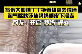 开启费妈模式！旅俄大熊猫丁丁拖着幼崽去洗澡图片
