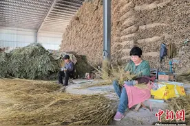 （走进中国乡村）河北赵县“金枝扫帚”出圈记图片