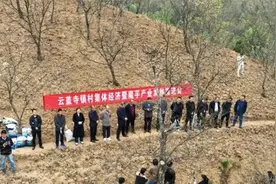 镇安：高山林下小魔芋 释放产业振兴大“魔力”图片