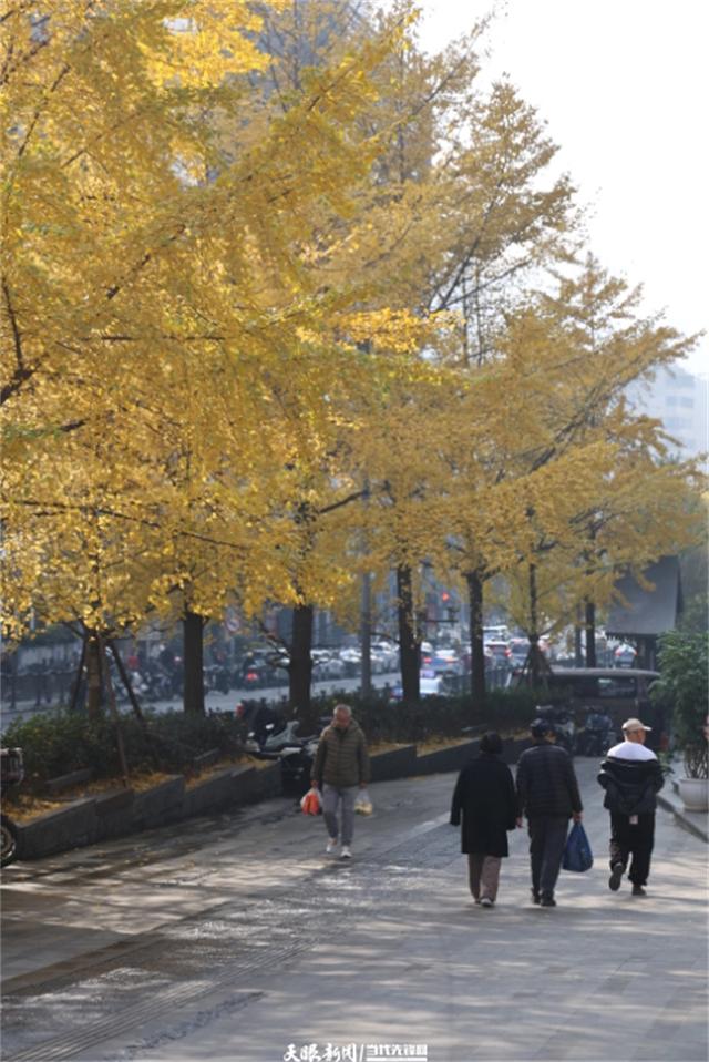 金色银杏与车流共舞，贵阳文昌南路上的“限定冬景”