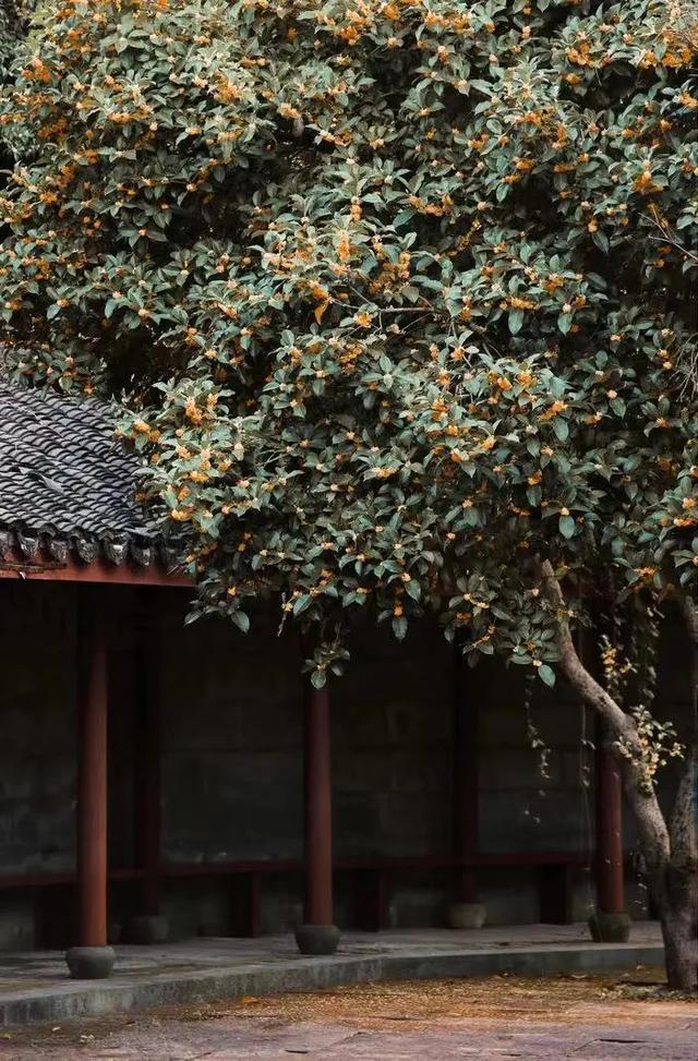 乘高铁赏秋景！从上海前往这些城市1小时内即可抵达