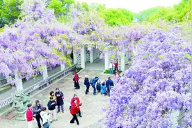 紫色花海迎客来图片