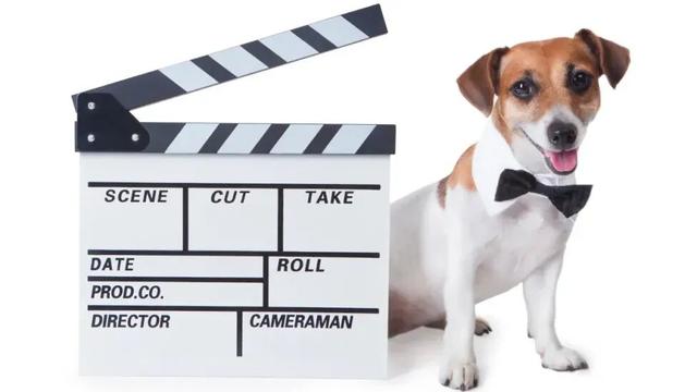 狗也被AI抢饭碗？好莱坞动物演员全下岗，观众直接翻脸了！