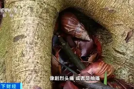 雨后出现的“巨型蜗牛”别碰！接触后或致头痛、昏迷图片