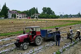 400万斤成都新都火葱“出国”图片