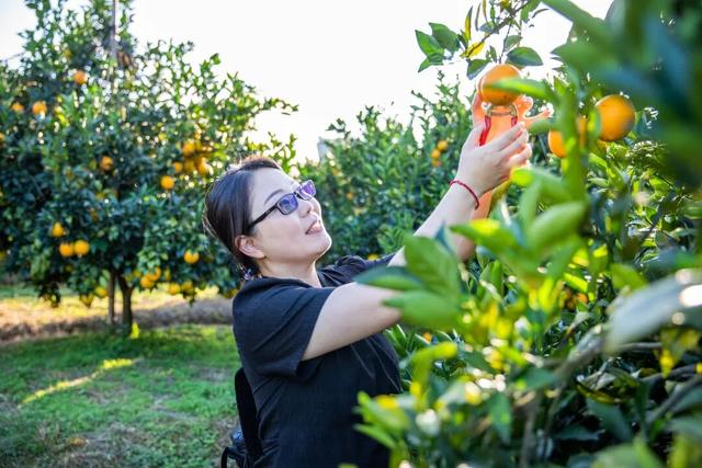 摘甜橙、赏红枫……龙岩初冬玩法上新