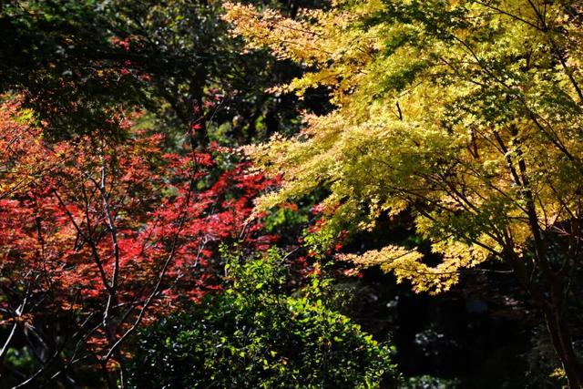 红墙+银杏已就位，本周拍照打卡攻略出炉！