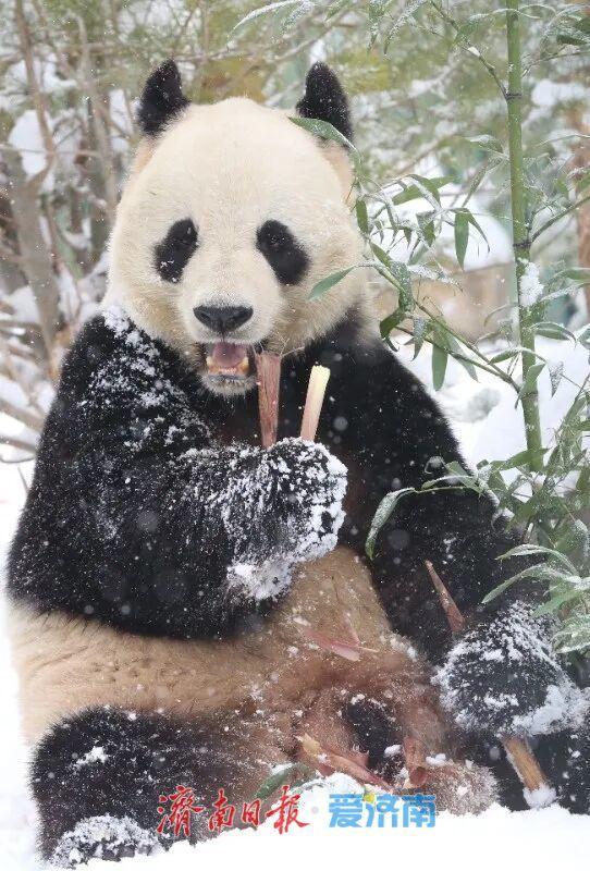 一年四季 泉在济南丨雪漫济南府 九景入画来