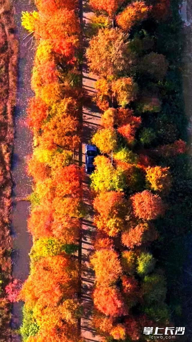 望城白马巷，红杉炫丽冬之美｜组图