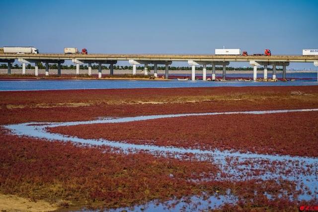 红海滩的“红”从何而来？