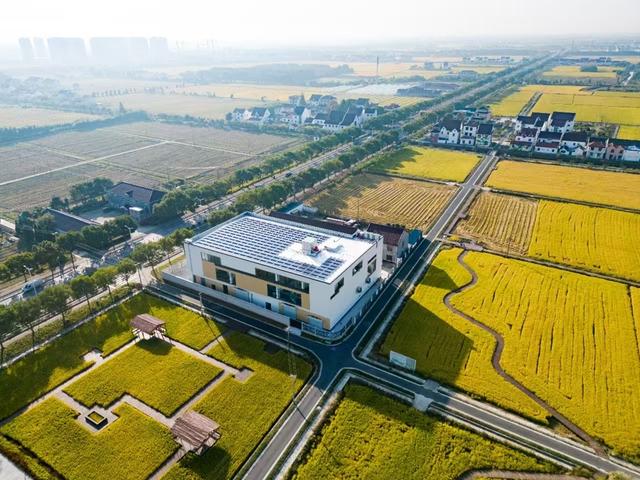 金山朱泾：一路向新 “泾”彩绽放