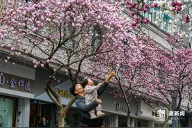 金华玉兰风情小巷繁花似锦迎春开图片