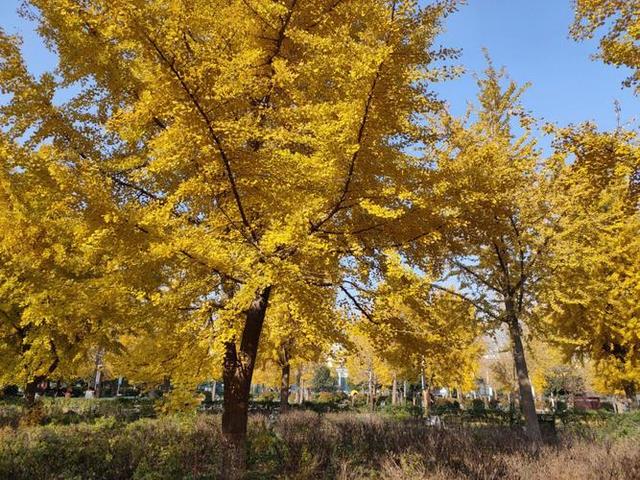 郑州银杏树进入最佳观赏期！推荐这10个好去处，地铁直达！