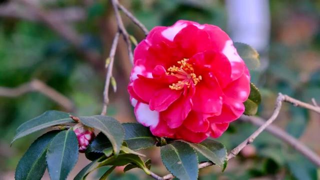 闭眼出片！武汉植物园茶梅进入最佳观赏期 这份浪漫攻略请收好