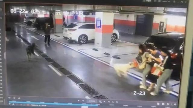 小区停车场2只未拴绳大狗叫着冲向6个月孕妇，当事人：狗主人没有一句道歉，已报警