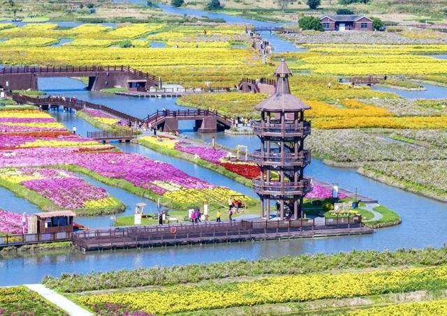 这些地方的红叶,为什么还不红?