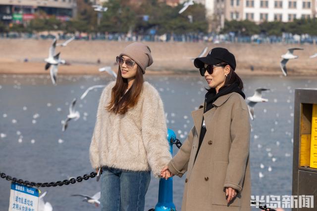 栈桥赏鸥已开始进入最佳观赏期！