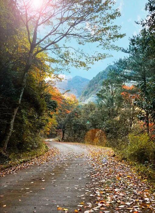 青睐绵阳 ‖ 小众彩林秘境！平武这条沟藏着最惊艳的秋天~