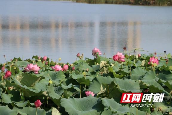 组图 | 衡阳：夏日赏荷正当时