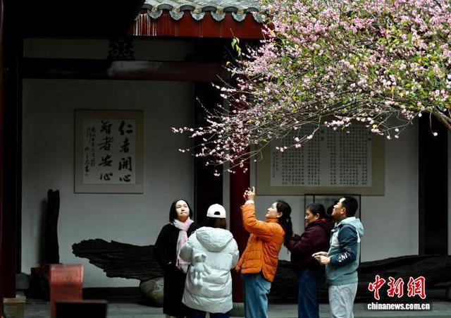 福州千年古刹梅香满枝