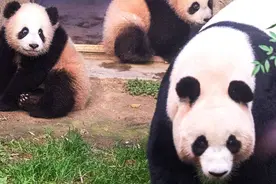 在韩出生的大熊猫双胞胎睿宝辉宝要与公众见面了图片