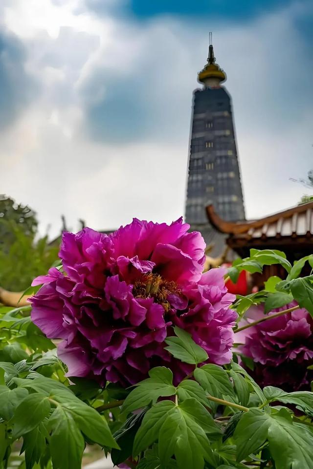 从山野到庭院，解锁“天彭牡丹”城市IP的“彭州路径”