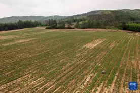辽宁抚顺：传统中药材全产业链升级 赋能乡村振兴图片