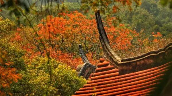 清源山上的枫树叶子红了