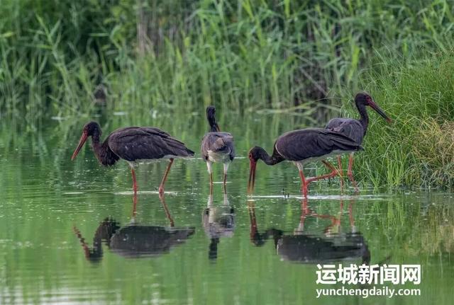 运城九大观鸟胜地邀你共赴冬日童话～