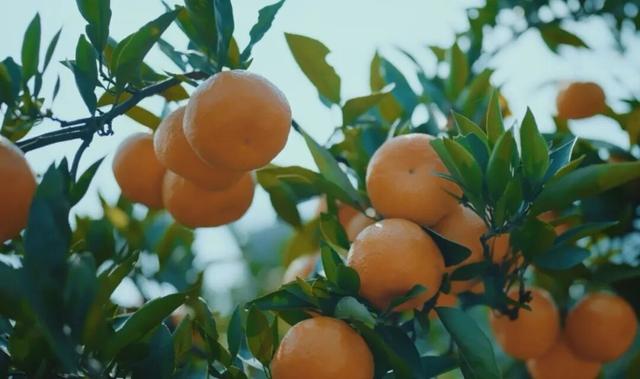 组个“橘” “宜”起“都”来解锁新乐趣→