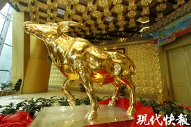 每月18日可免费看“华西大金牛”啦！2025华西文旅新品发布图片