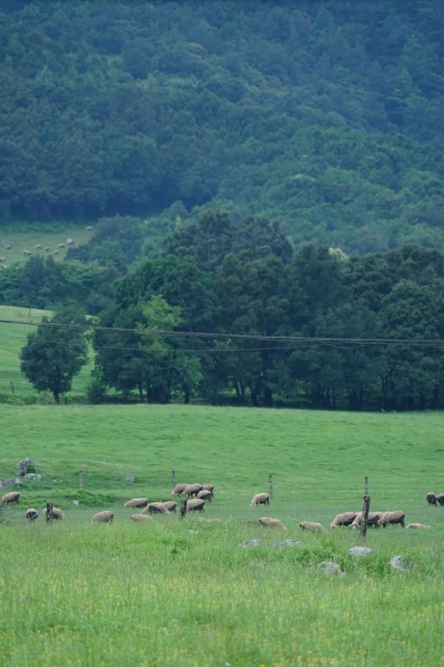 与大地同频呼吸！这个秋天，总要去寻甸草原秘境寻找下自己的“阿勒泰”时刻了