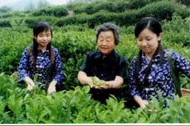 共产党员张淑珍的茶树人生图片